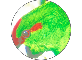 Gobo Stencil - Full Colour Image